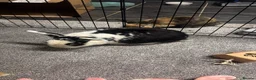 French Lop rabbits for sale: Mr ru  - Advert 1