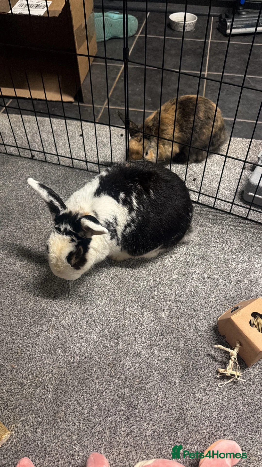 French Lop rabbits for sale: Mr ru  - Advert 1