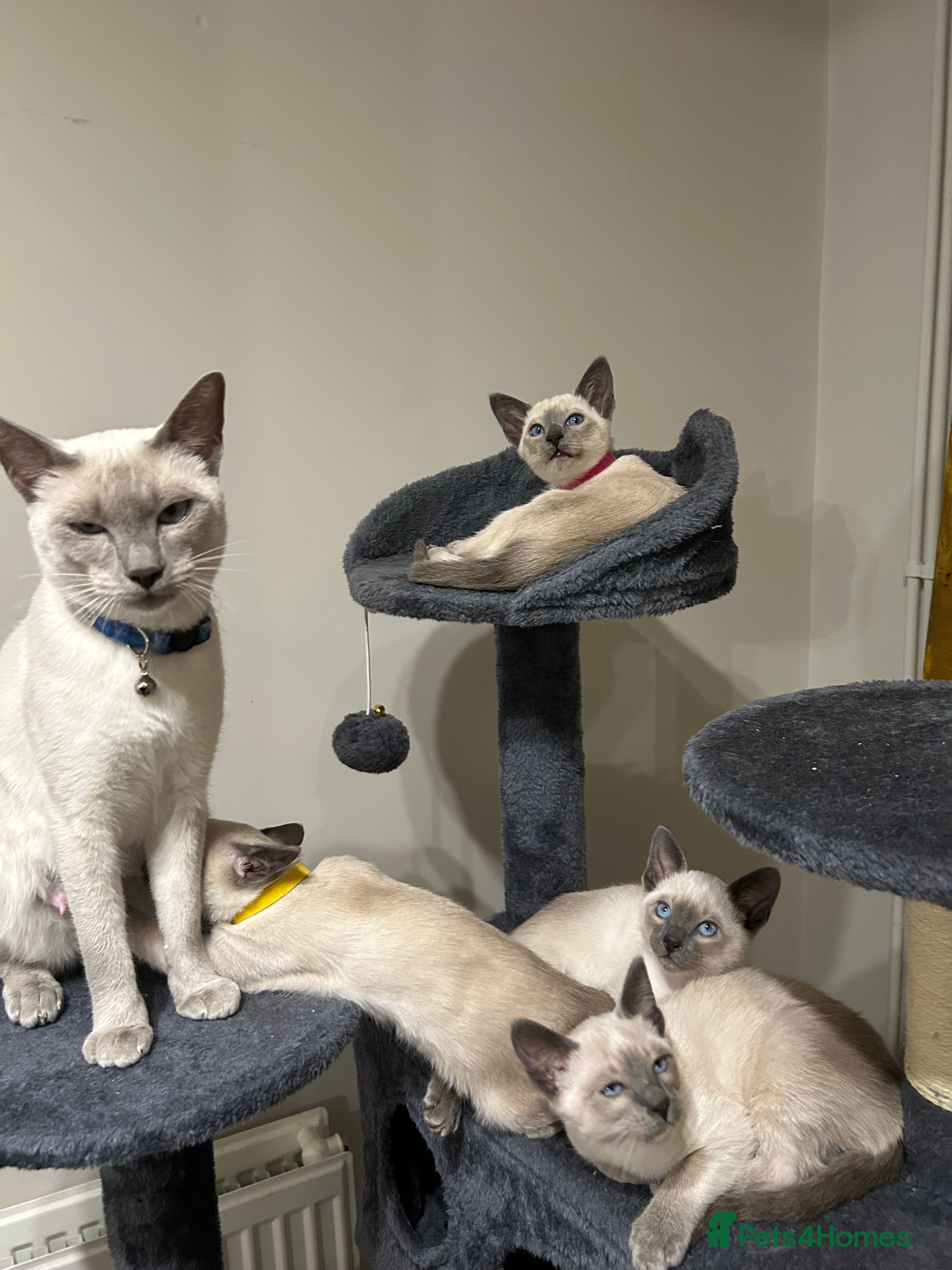 Siamese cats Orthodox Siamese - Advert 4