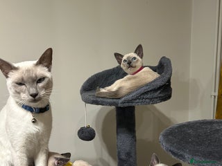 Siamese cats Orthodox Siamese - Advert 1