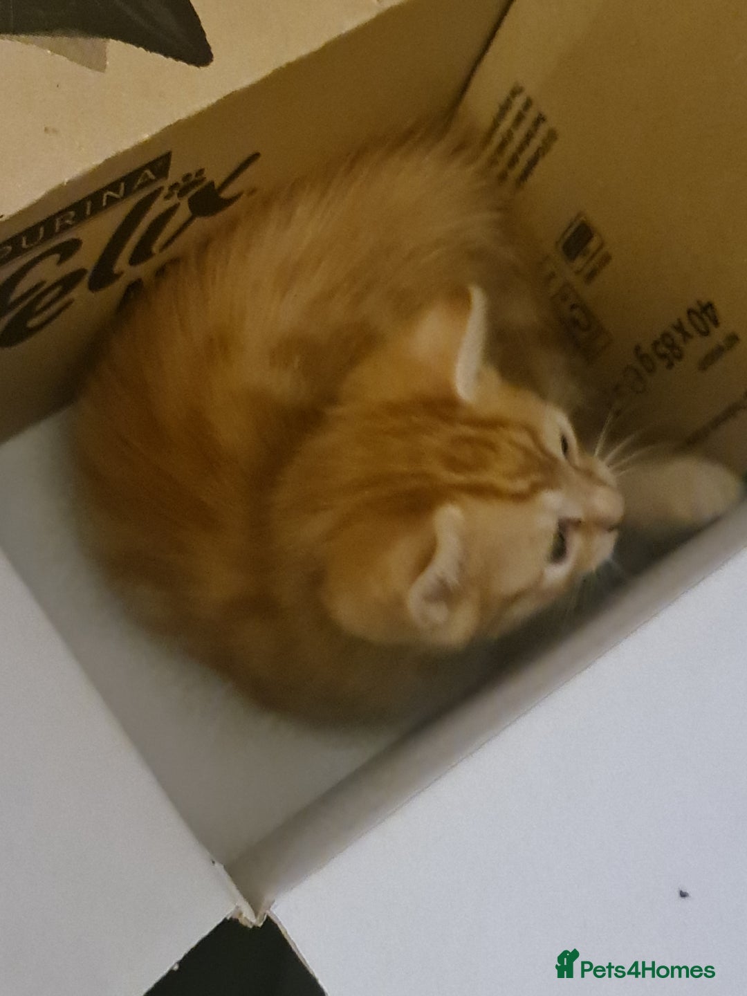Mixed Breed cats for sale: A Beautiful male ginger kitten looking for a home! - Advert 3