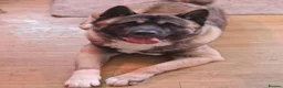 Mixed Breed dogs for sale: Rottweiler and Amercian akita  - Advert 7