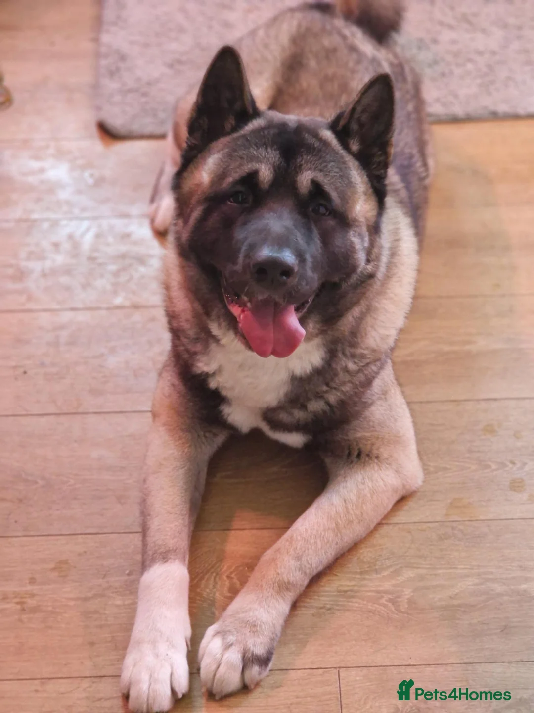 Mixed Breed dogs for sale: Rottweiler and Amercian akita  - Advert 7