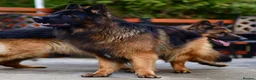German Shepherd dogs for sale: LONGHAIRED GSD MALE DNA TESTED PARENTS FULLY VACC - Advert 8