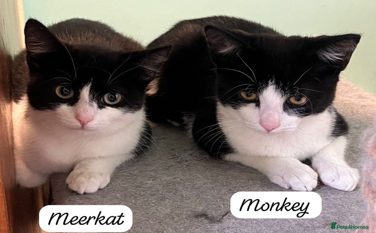Mixed Breed cats - Advert 1