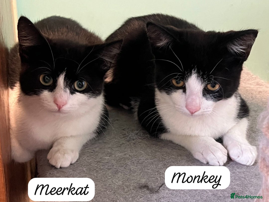 Mixed Breed cats for adoption: Rescue Brothers 6 months need forever home - Image 1
