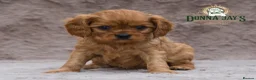 Cavalier King Charles Spaniel dogs for sale: Donna Jays Petite Cavaliers 🌟🌟🌟🌟🌟 - Advert 2