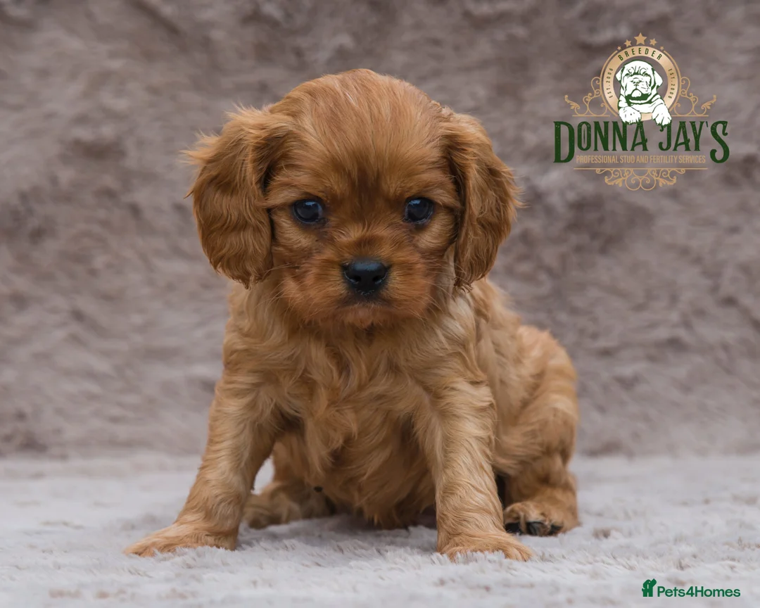 Cavalier King Charles Spaniel dogs for sale: Donna Jays Petite Cavaliers 🌟🌟🌟🌟🌟 - Advert 2