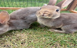 Rex rabbits for sale: Rex rabbits for sale - Image 3