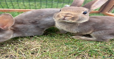 Rex rabbits - Advert 2