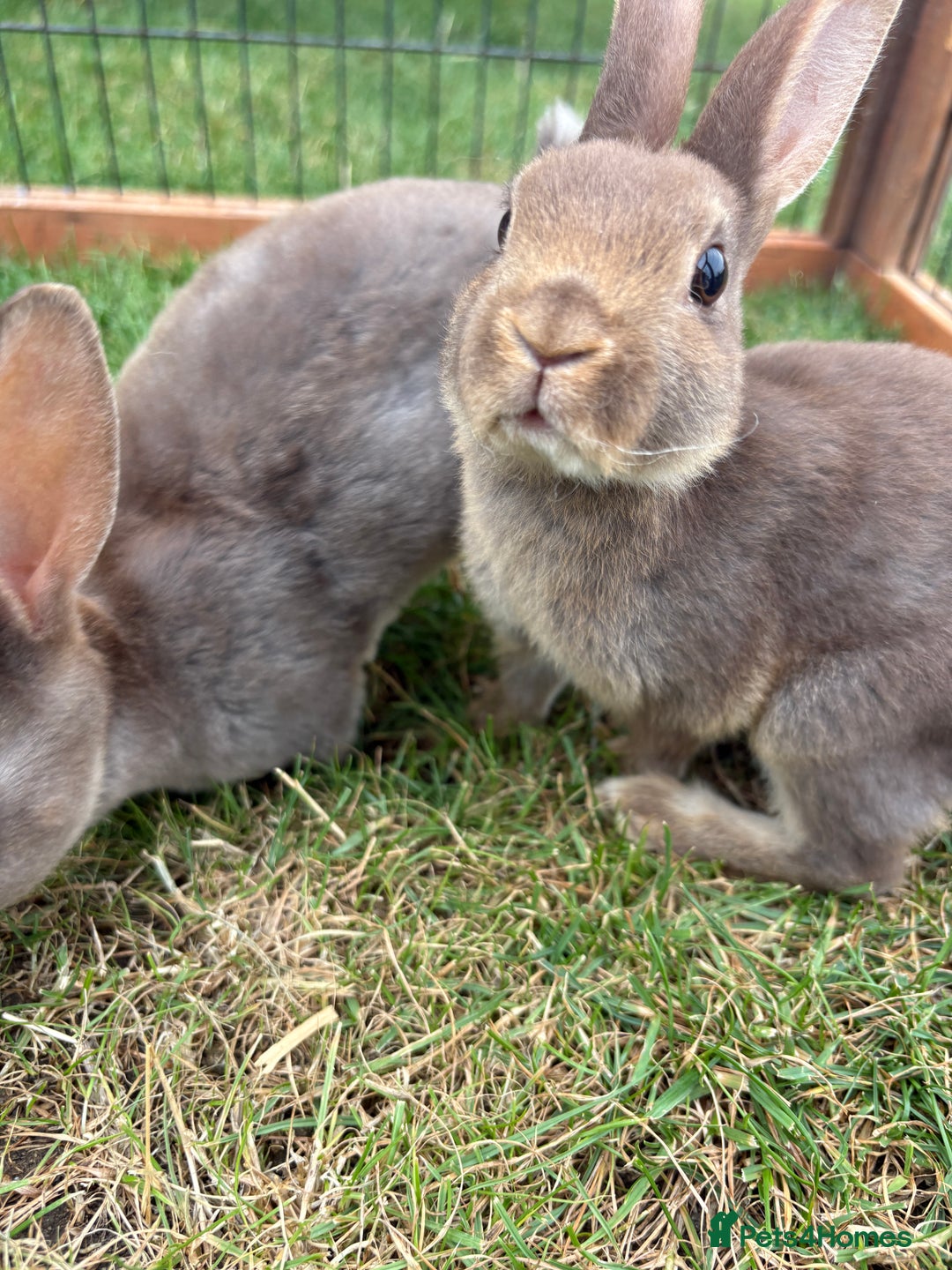 Rex rabbits for sale: Rex rabbits for sale - Image 3