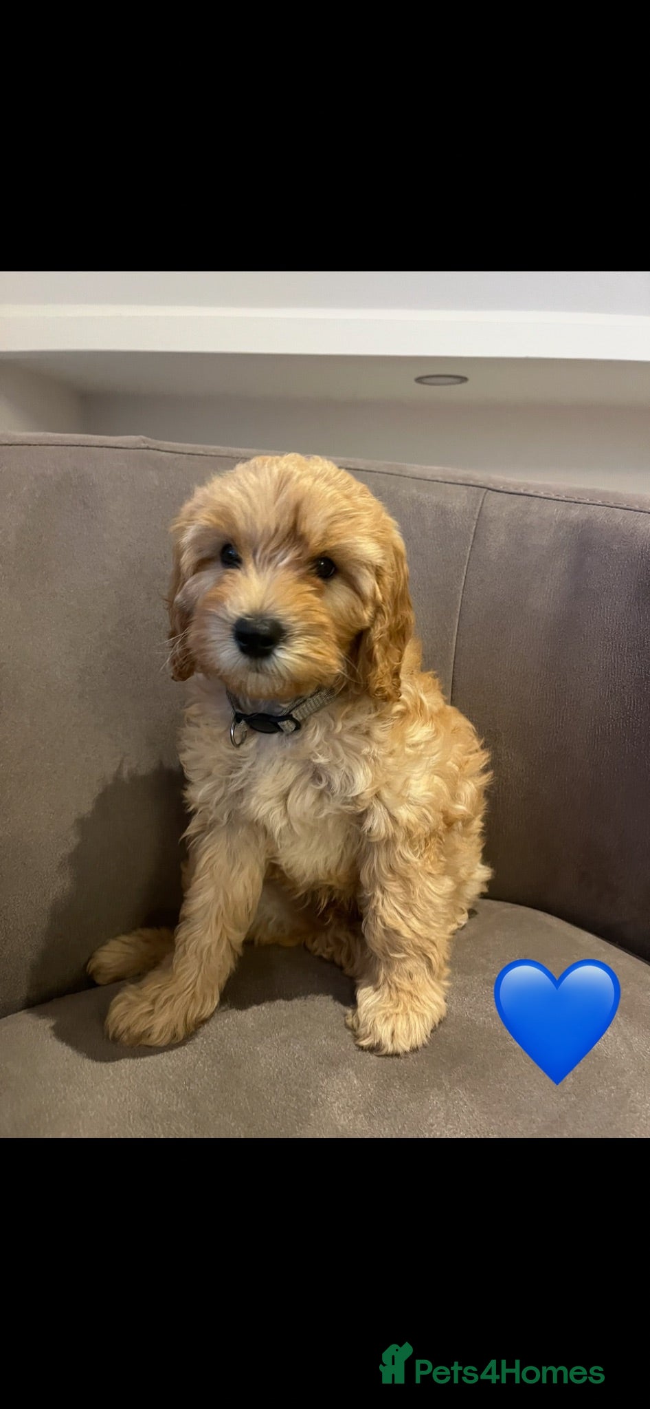 Cockapoo dogs  🐶 Ready now 🐶 Stunning Cockapoo Puppies - Advert 2