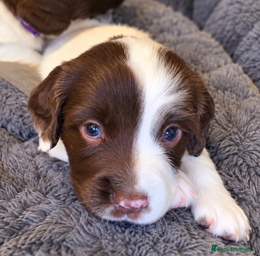 English Springer Spaniel dogs 💫Beautiful🐾KC💛 English Springer Spaniel Puppies - Advert 5
