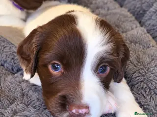 English Springer Spaniel dogs 💫Beautiful🐾KC💛 English Springer Spaniel Puppies - Advert 5
