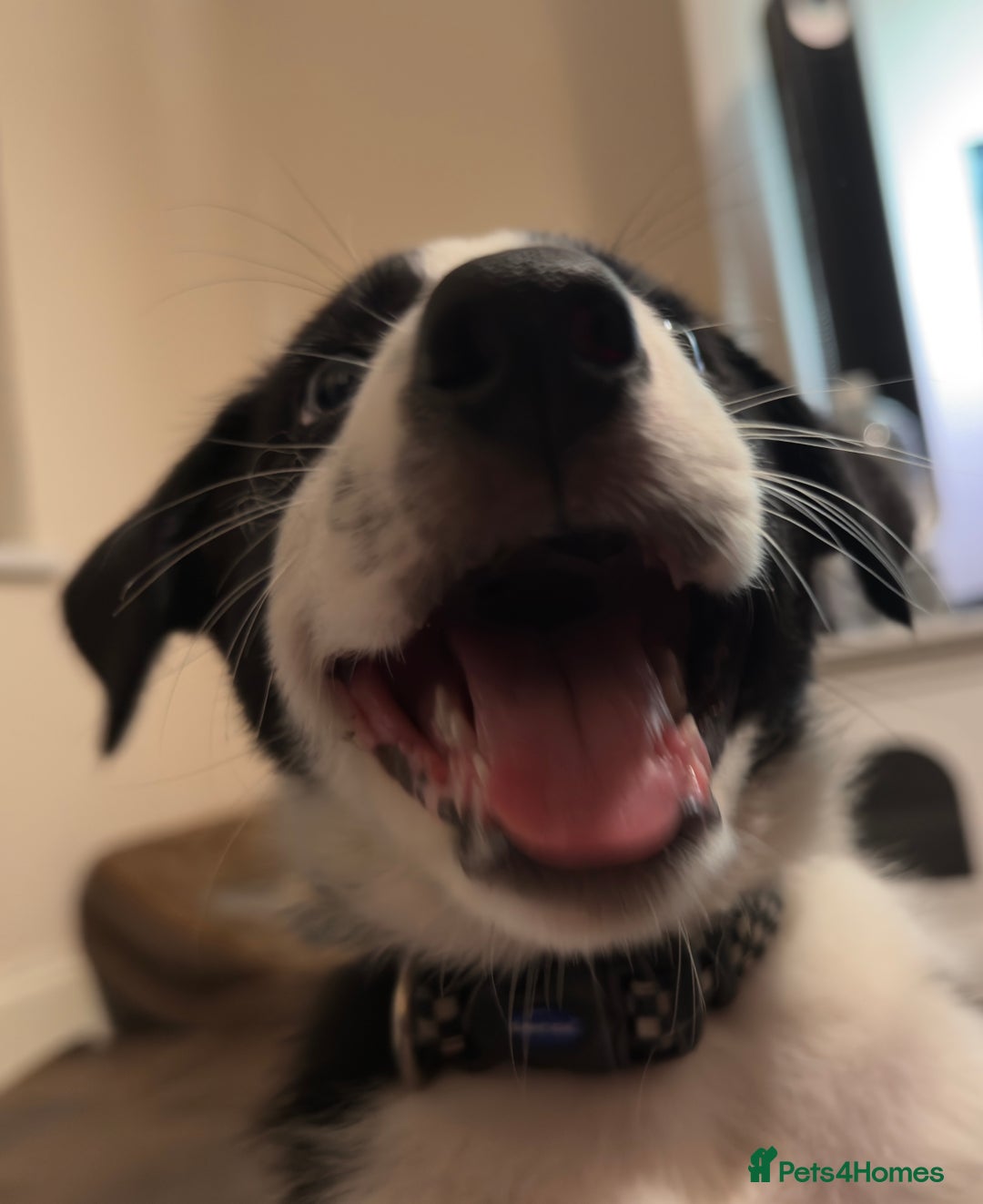 Border Collie dogs for sale: Border collie pups - Image 4