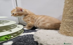 Mixed Breed cats for sale: Lovely kittens for sale  - Image 5