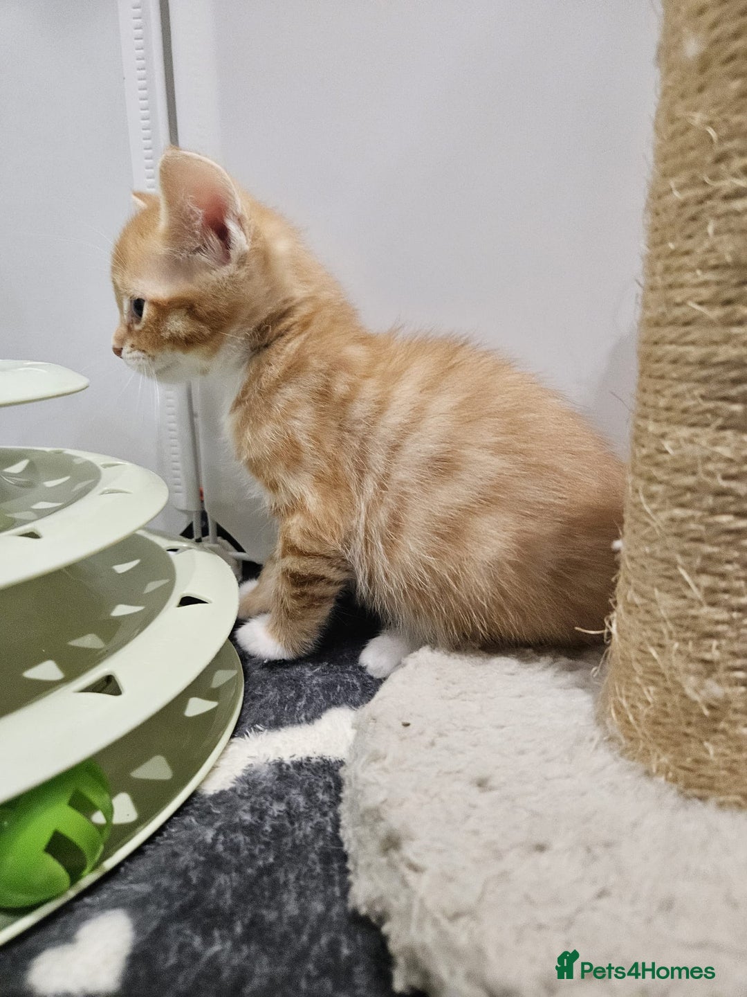 Mixed Breed cats for sale: Lovely kittens for sale  - Image 5
