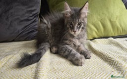 Maine Coon cats for sale: Maine coon kittens ready  - Image 33