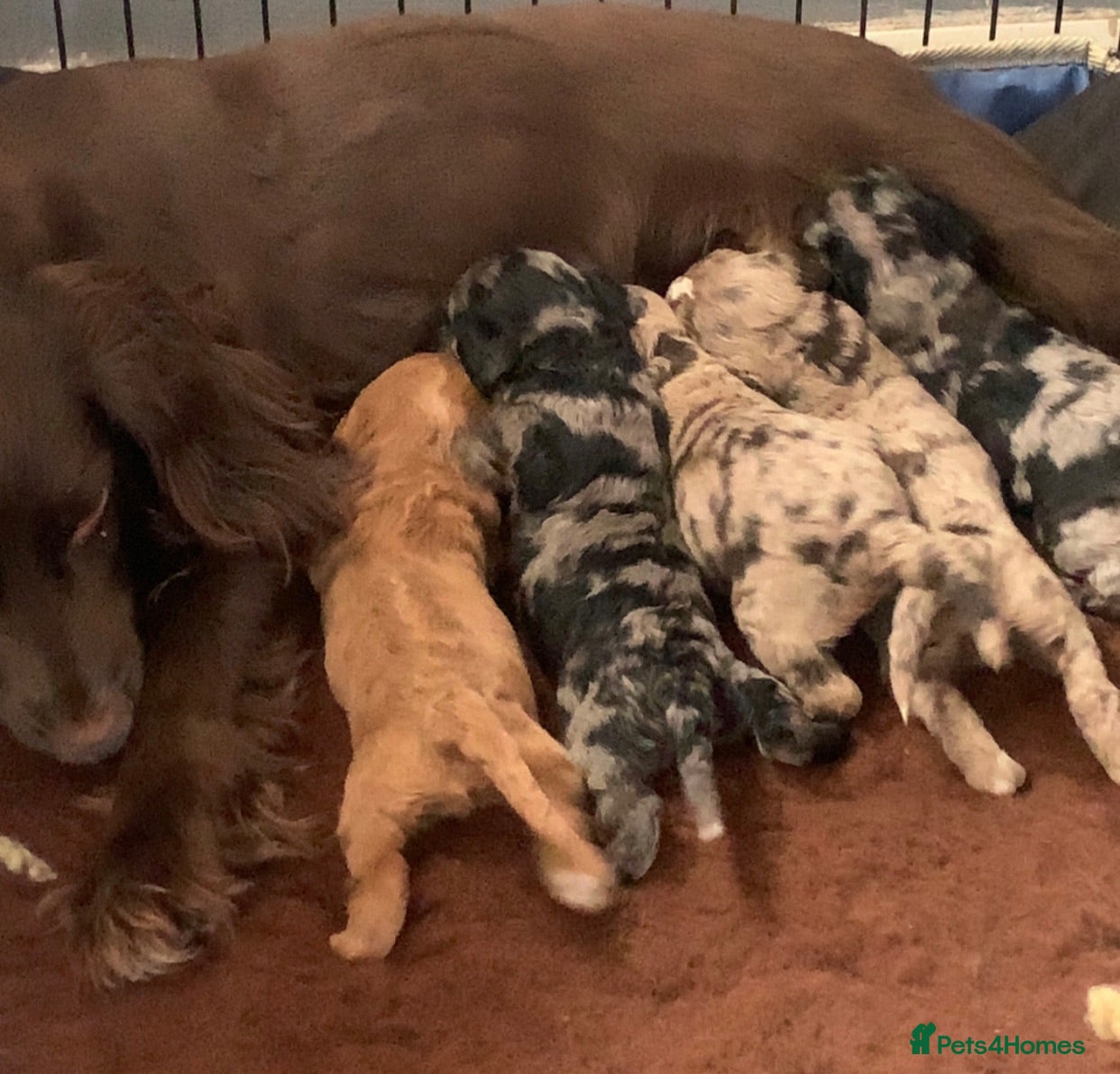 Cockapoo dogs LAST 4 F1 Cockapoo ready now !! - Advert 16