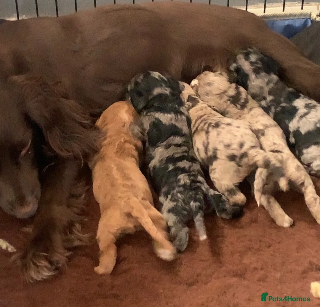 Cockapoo dogs for sale: F1 Cockapoo puppies - Advert 2