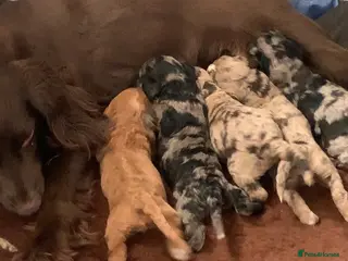 Cockapoo dogs LAST 4 F1 Cockapoo ready now !! - Advert 16