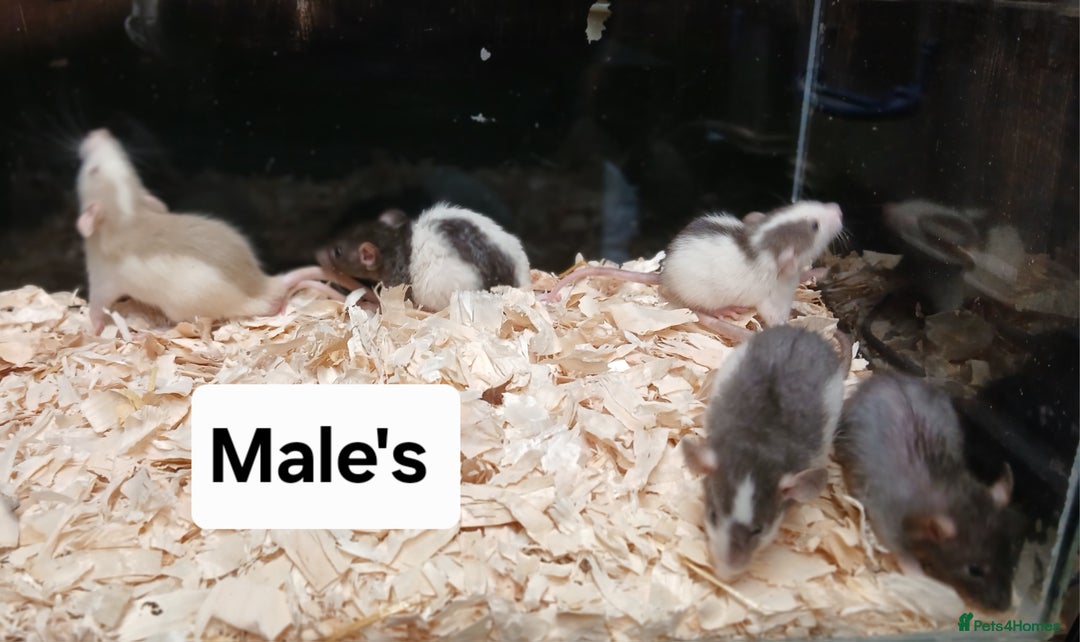 Rat rodents for sale: Baby Dumbo Rat's Males and Females - Image 12