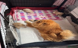 Chow Chow dogs for sale: Chow chow puppie - Image 7