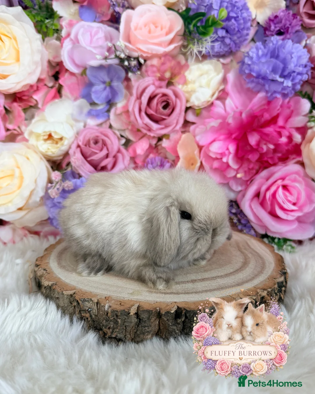 Mini Lop rabbits for sale: 🌸 VACCINATED MINI LOPS 🌸 xxx - Advert 8