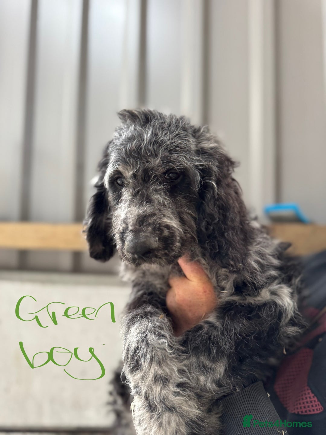 Goldendoodle dogs for sale:  F1b golden doodle puppies ready to go.  in Llandeilo - Image 15