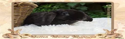 Mini Lop rabbits for sale: 🌼 Rare Purebred Plush Baby Boy 🌼 Ready Next Sun  - Advert 4