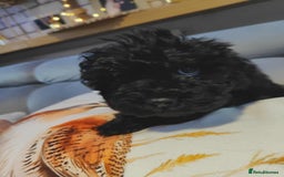Shihpoo dogs for sale: Standard poodle x shihpoo - Image 17