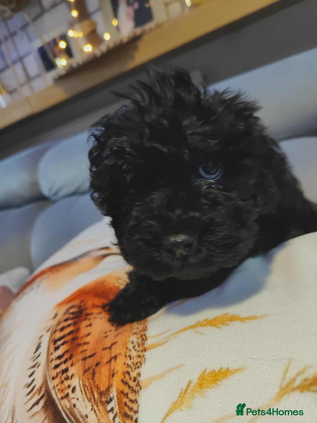 Shihpoo dogs for sale: Standard poodle x shihpoo - Image 17