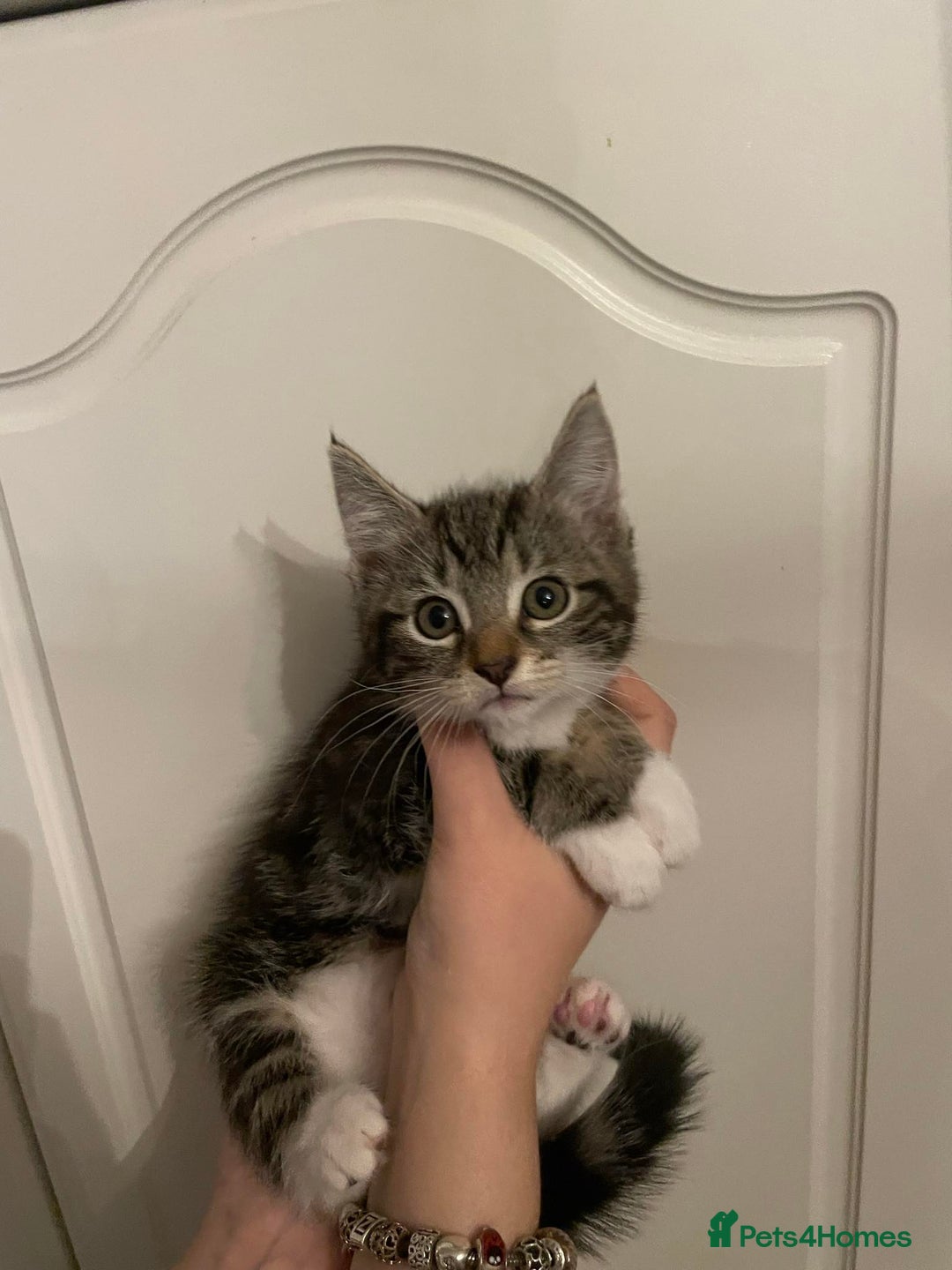 Mixed Breed cats for sale: Beautiful kittens 3 female  - Image 1