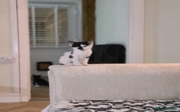 Mixed Breed cats for sale: Female kitten  - Advert 8