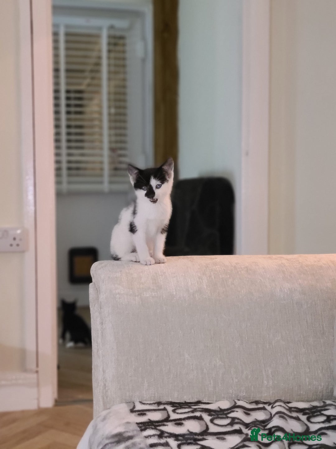 Mixed Breed cats for sale: Female kitten  - Advert 8