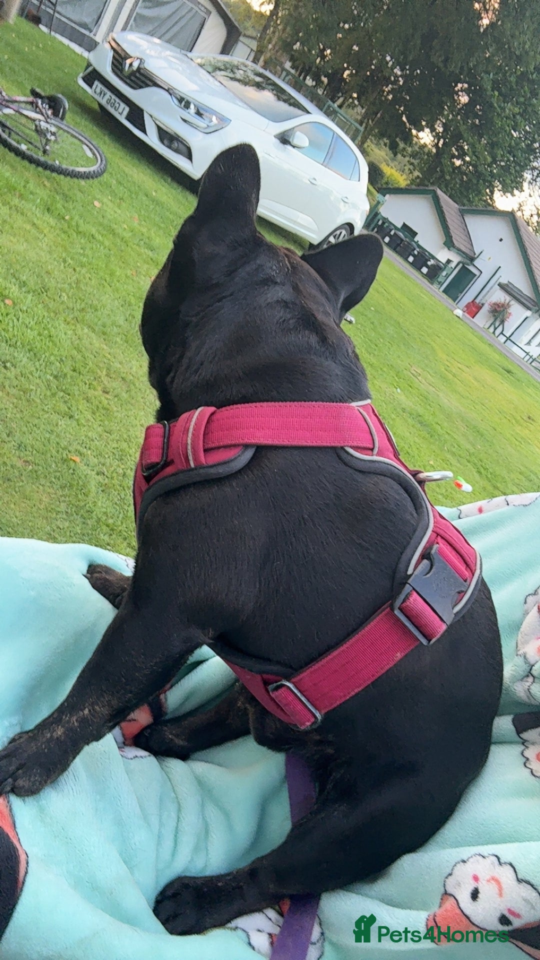 French Bulldog dogs for stud: Amazing black boy for stud - Image 2