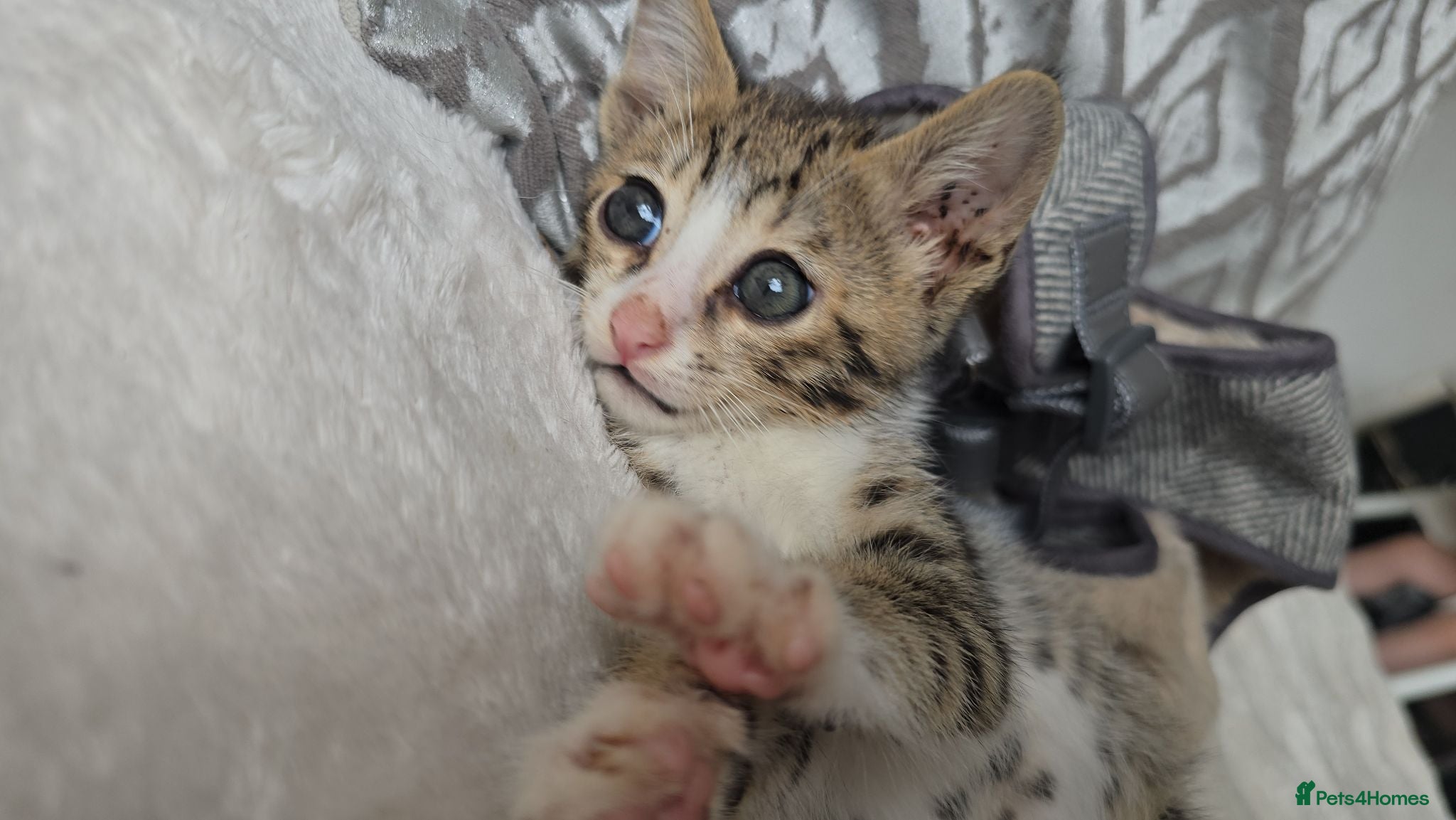 Bengal cats Savannah x bengal ONE MALE LEFT READY - Advert 1