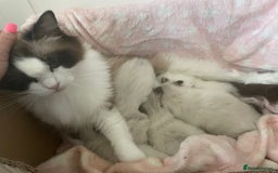 Ragdoll cats for sale: GCCF pedigreed ragdoll kittens READY TO LEAVE  - Image 11