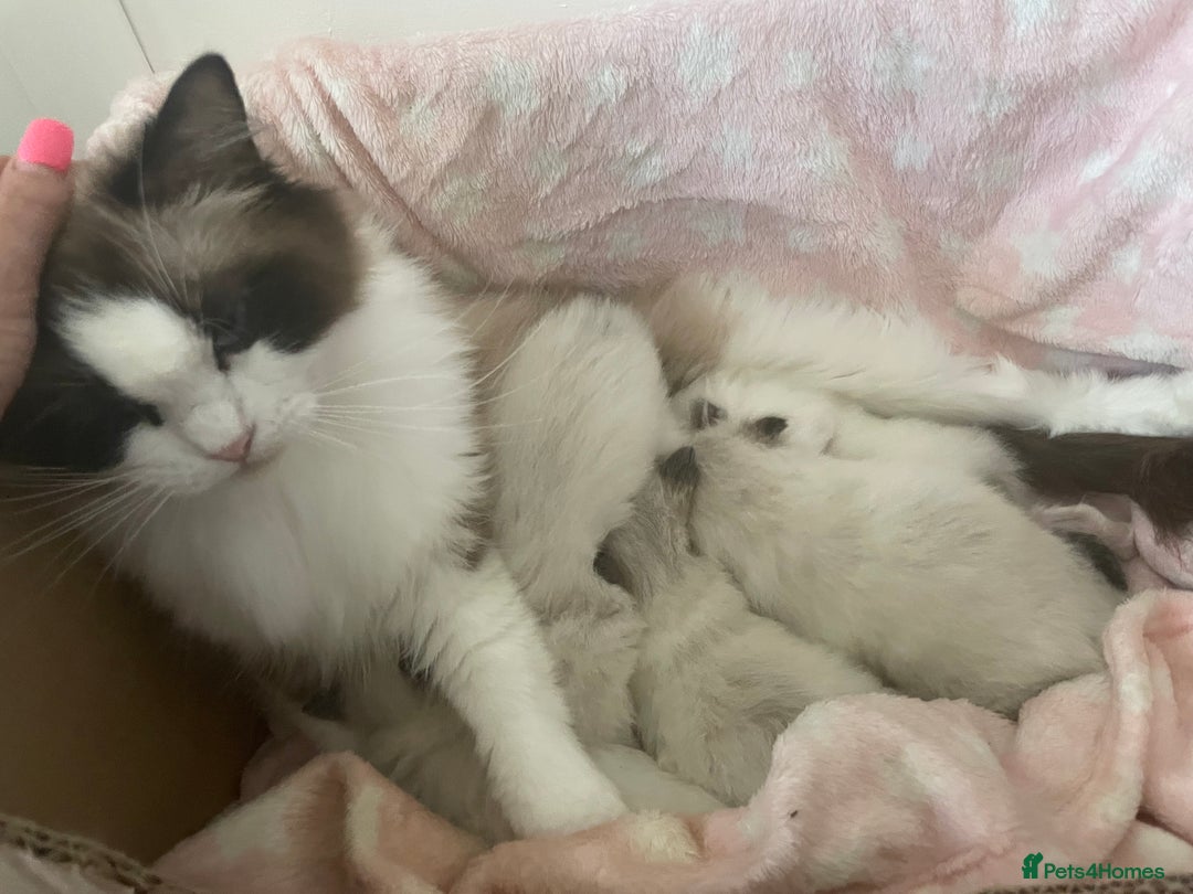 Ragdoll cats for sale: GCCF pedigreed ragdoll kittens READY TO LEAVE  - Image 11