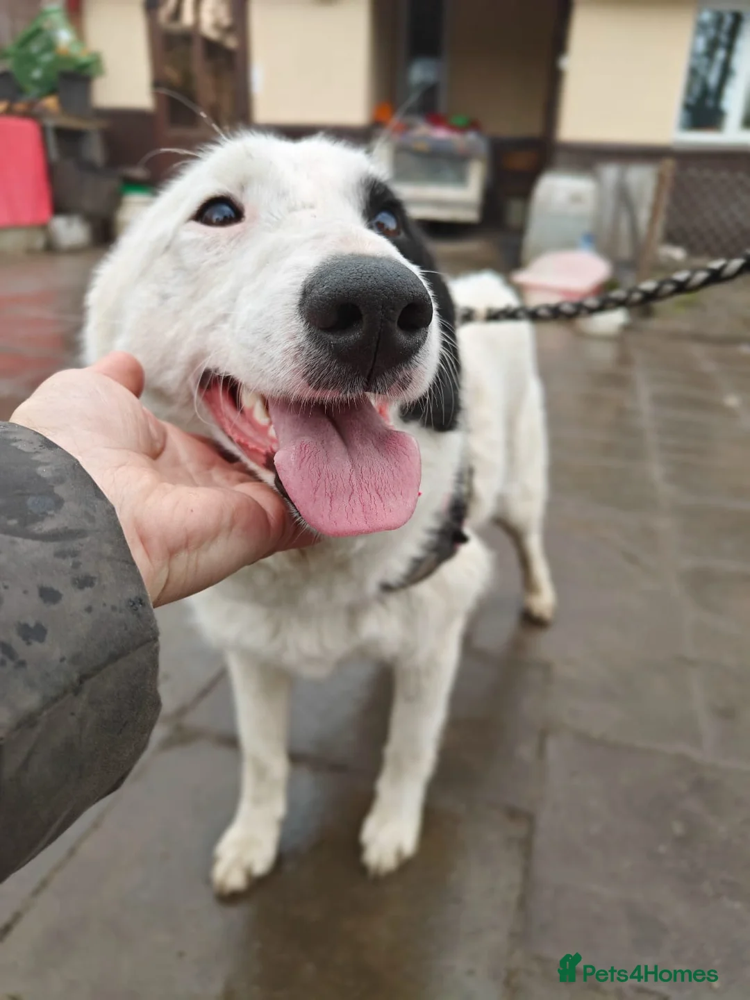 Mixed Breed dogs for adoption: ❤️🐶 SUZY – SHE HUGS YOU LIKE SHE’S MISSED YOU in Burton-on-Trent - Advert 2