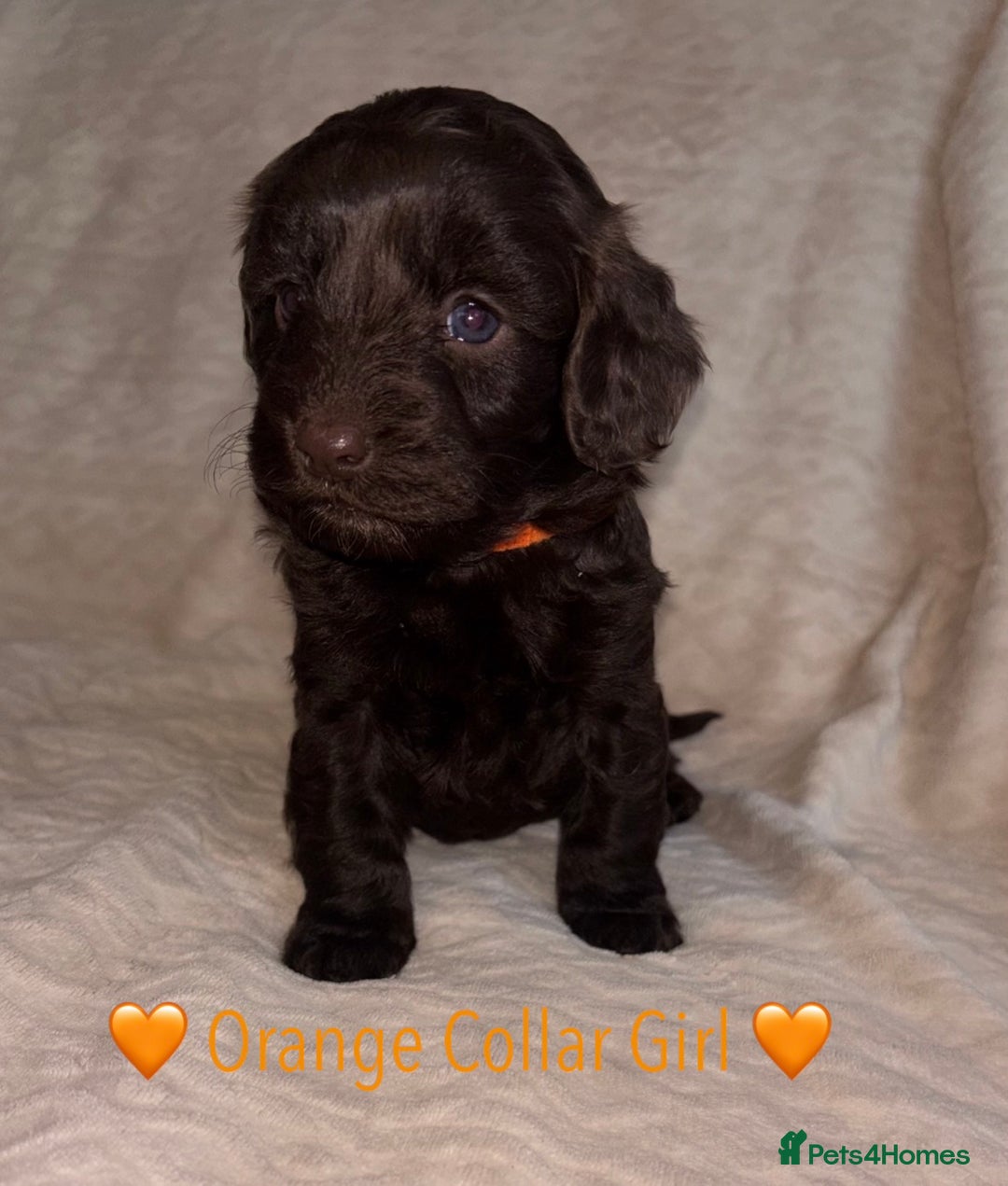 Cavapoo dogs for sale: 🐶 F1 CAVAPOO PUPPIES HEALTH TESTED PARENTS 🐶 - Advert 25