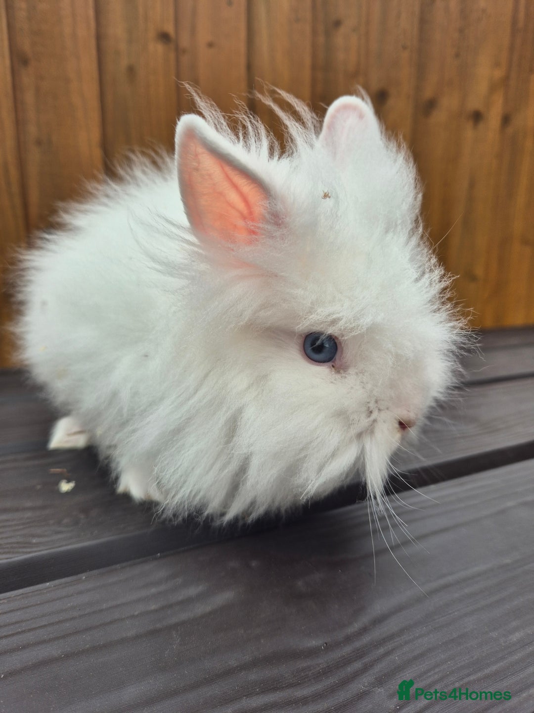 Mini Lion Lop rabbits for sale: 3 Lionlops ready to leave now  - Image 2