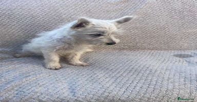 West Highland Terrier dogs - Advert 9