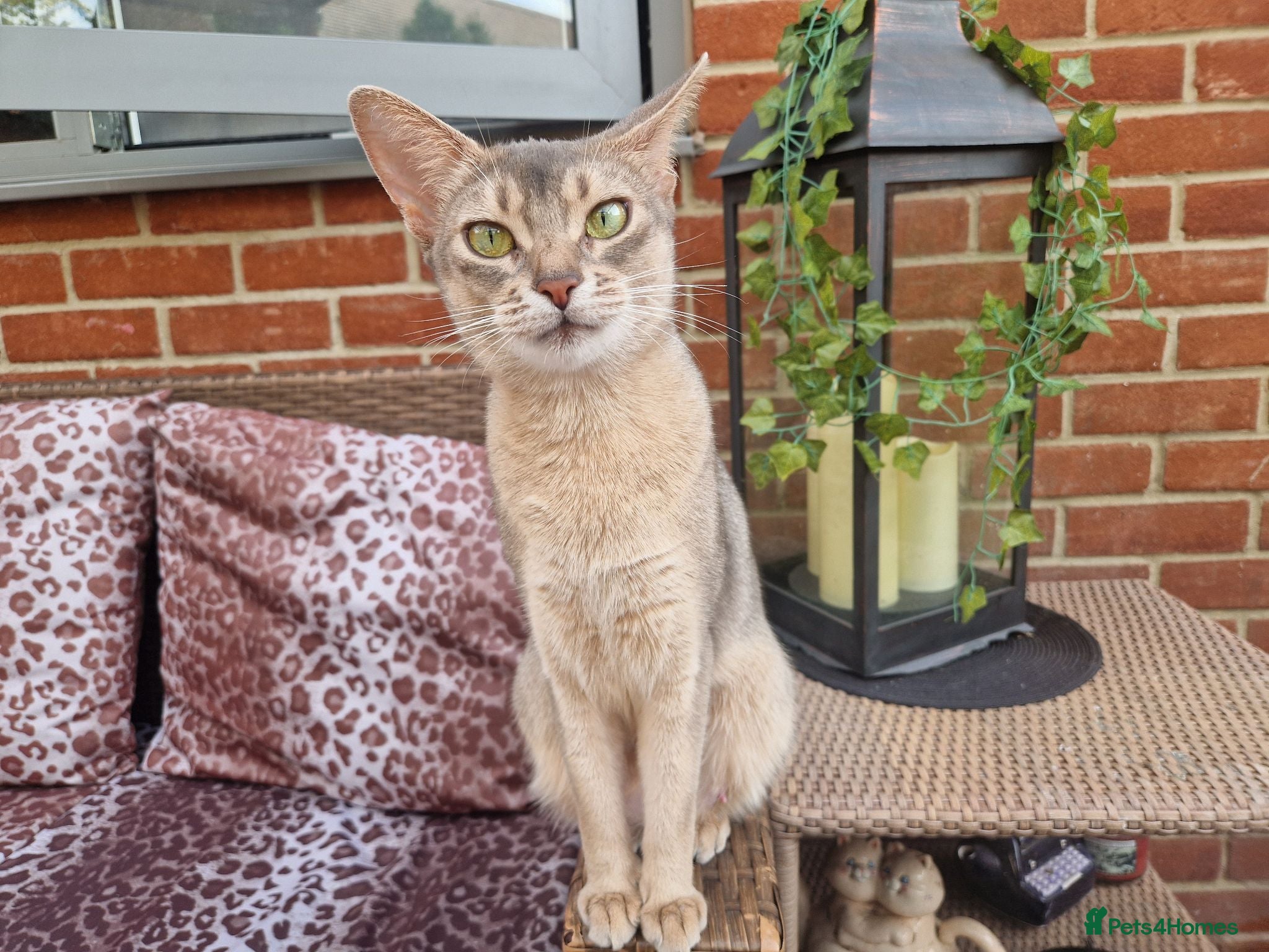 Abyssinian cats Beautiful Abyssinian Kittens  - Advert 10
