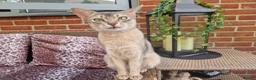 Abyssinian cats for sale: Beautiful Abyssinian Kittens  - Advert 24