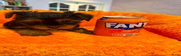 Yorkshire Terrier dogs for sale: Yorkshire terrier puppies  - Advert 7