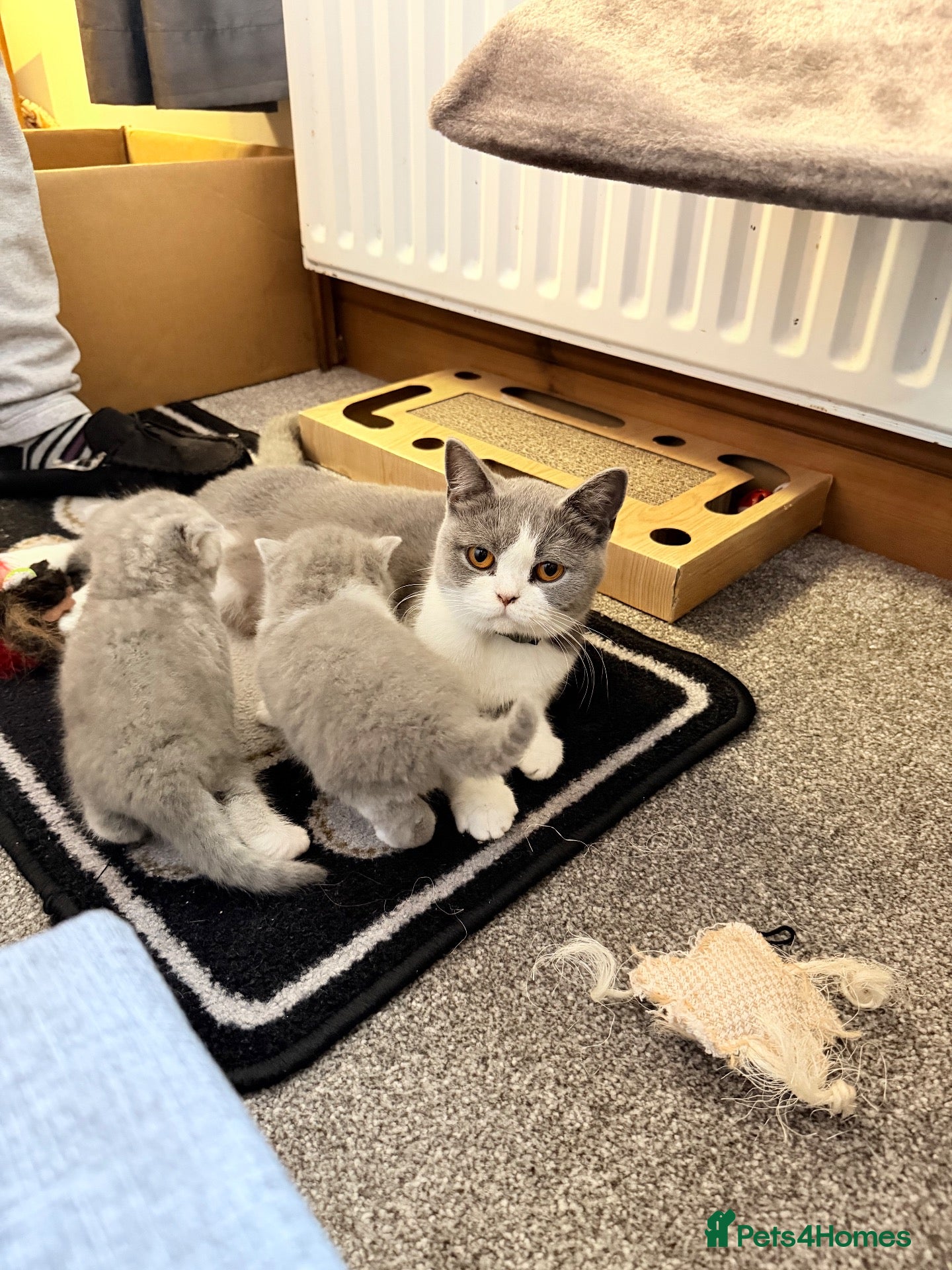 British Shorthair cats British Shorthair  - Advert 1