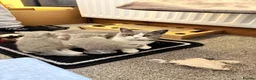British Shorthair cats for sale: British Shorthair  - Advert 1