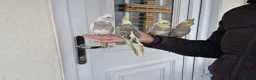 Cockatiels birds for sale: Super hand tamed baby cockatiels  - Advert 10