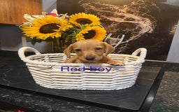 Miniature Dachshund dogs for sale: Miniature dashund  - Image 5